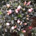 杜鹃花苗盆栽带花苞四季开花不断室内花卉绿植植物基地直销