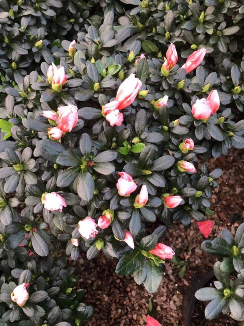 杜鹃花苗盆栽带花苞四季开花不断室内花卉绿植植物基地直销