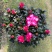 杜鹃花苗盆栽带花苞四季开花不断室内花卉绿植植物基地直销