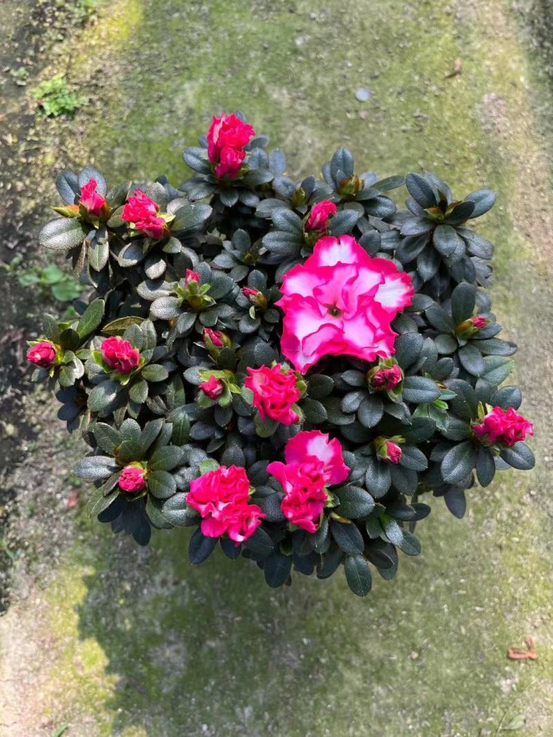 杜鹃花苗盆栽带花苞四季开花不断室内花卉绿植植物基地直销