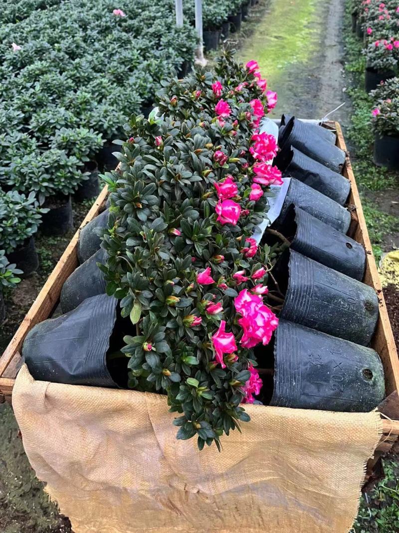 杜鹃花苗盆栽带花苞四季开花不断室内花卉绿植植物基地直销