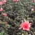 杜鹃花苗盆栽带花苞四季开花不断室内花卉绿植植物基地直销