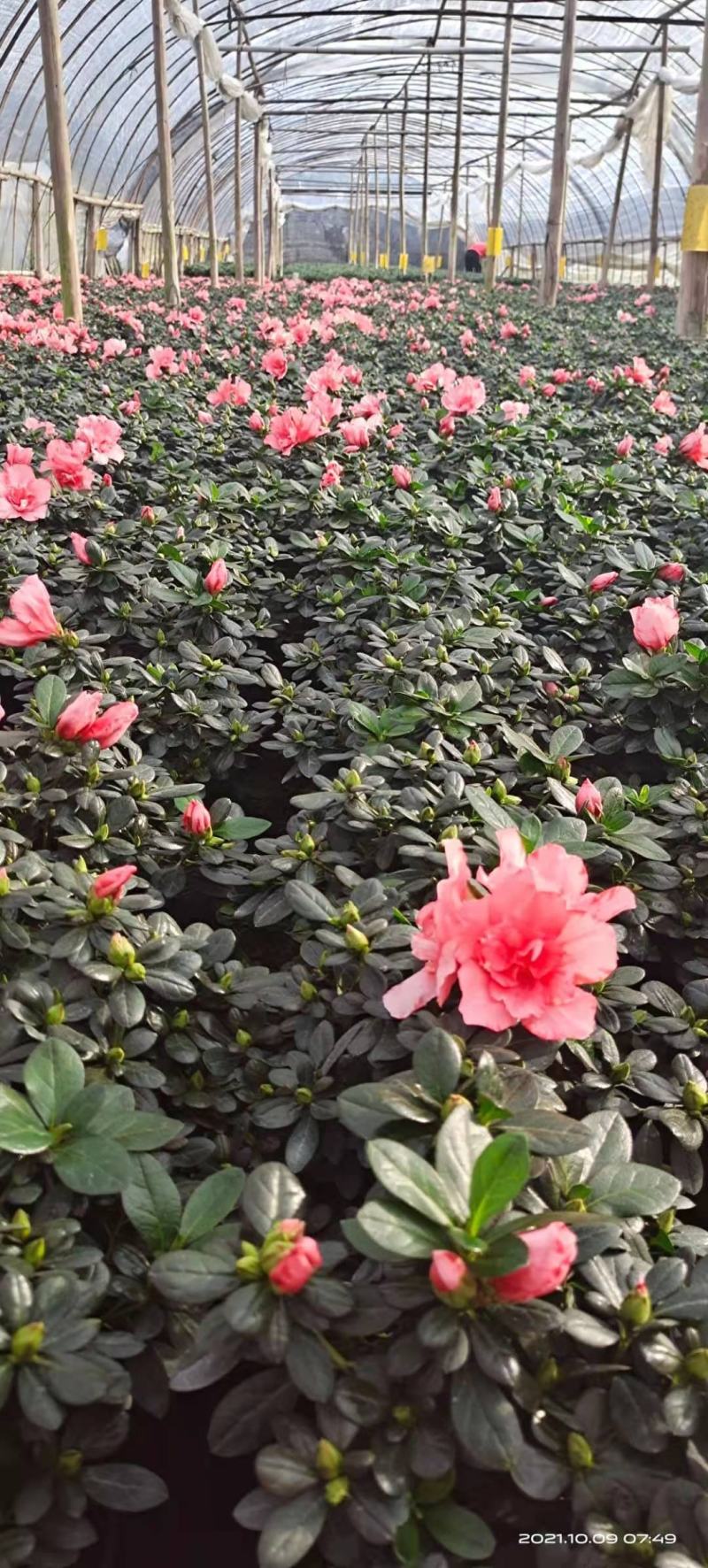 杜鹃花苗盆栽带花苞四季开花不断室内花卉绿植植物基地直销