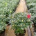 杜鹃花苗盆栽带花苞四季开花不断室内花卉绿植植物基地直销