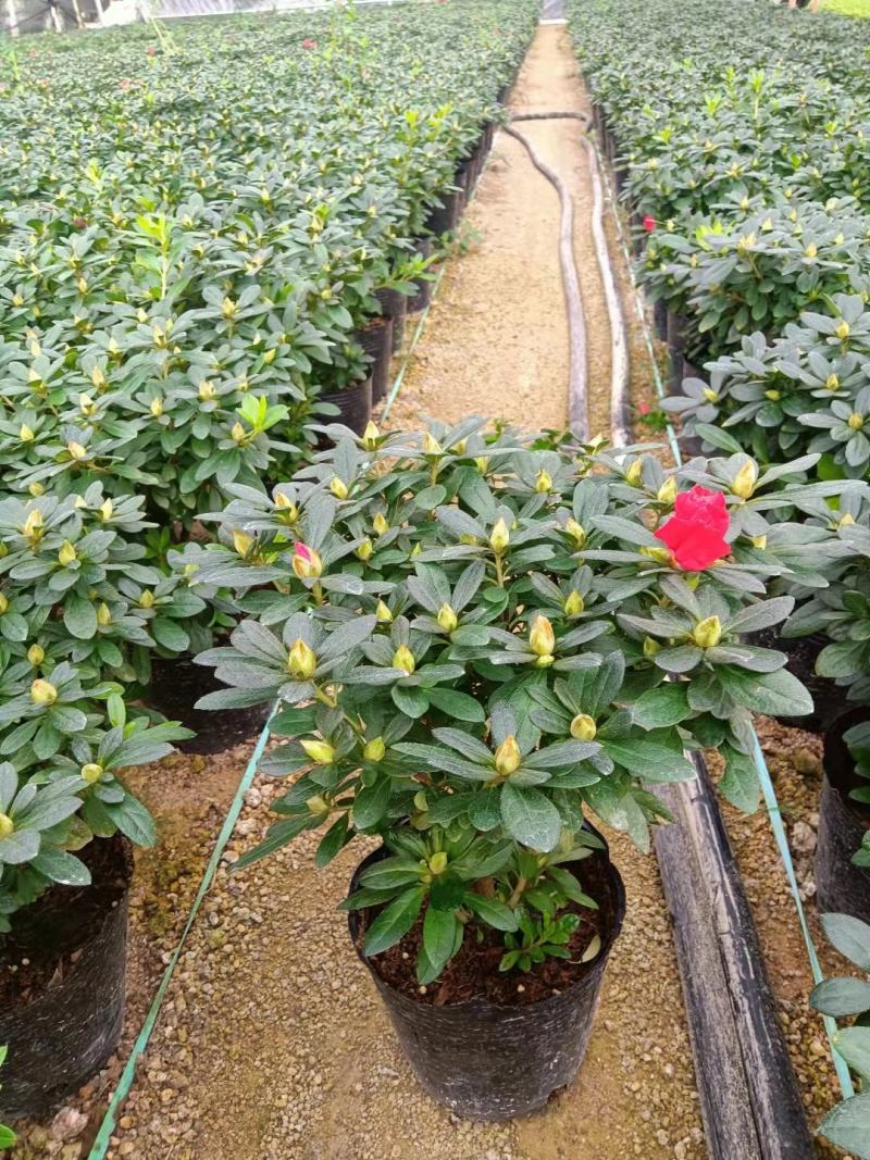 杜鹃花苗盆栽带花苞四季开花不断室内花卉绿植植物基地直销