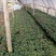 杜鹃花苗盆栽带花苞四季开花不断室内花卉绿植植物基地直销