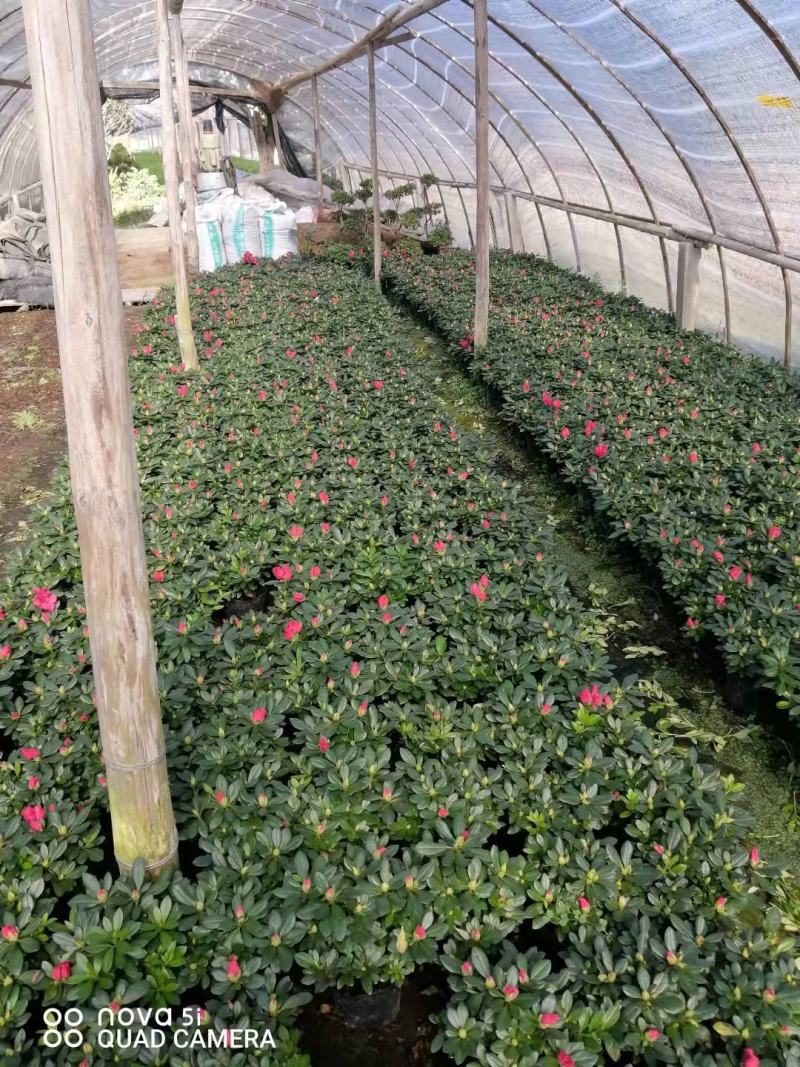 杜鹃花苗盆栽带花苞四季开花不断室内花卉绿植植物基地直销