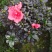 杜鹃花苗盆栽带花苞四季开花不断室内花卉绿植植物基地直销