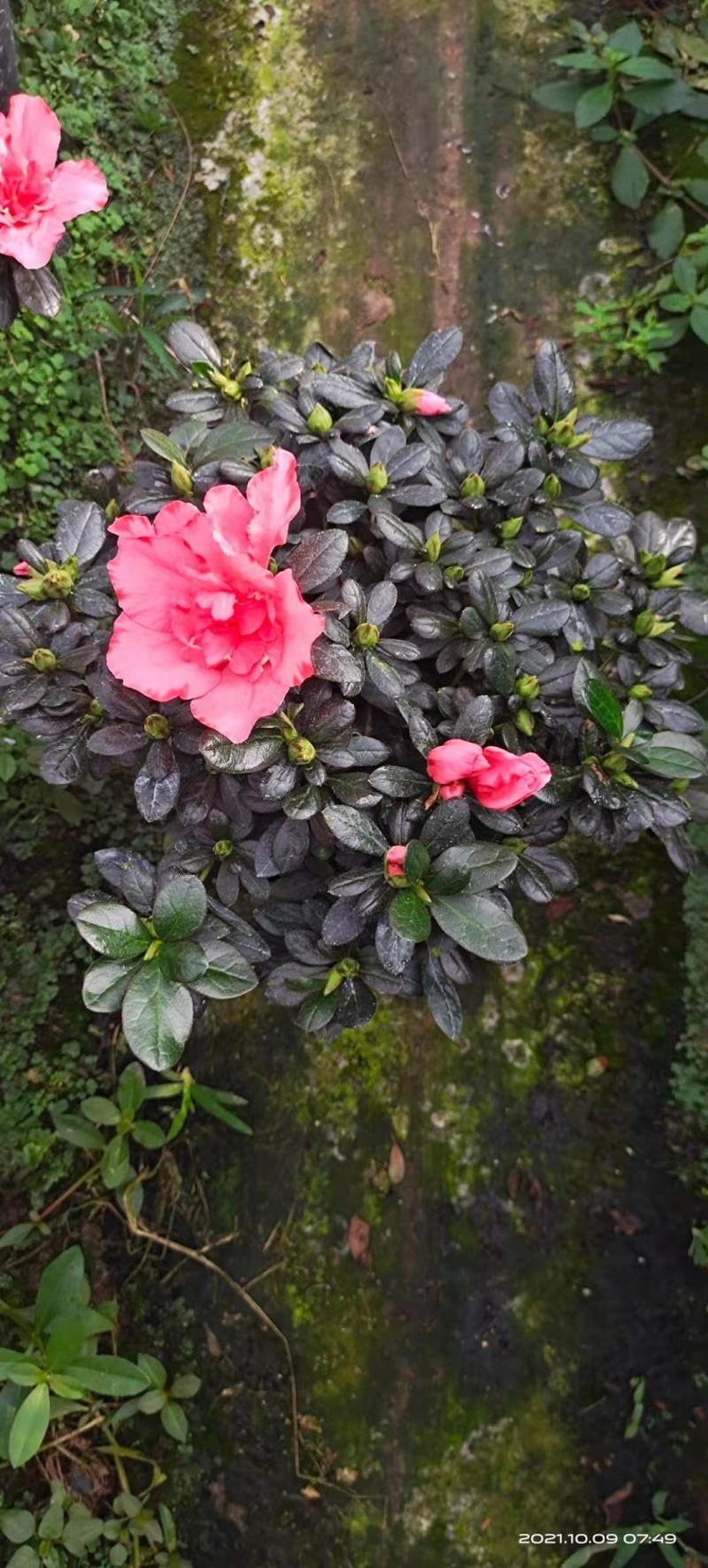 杜鹃花苗盆栽带花苞四季开花不断室内花卉绿植植物基地直销