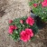杜鹃花苗盆栽带花苞四季开花不断室内花卉绿植植物基地直销