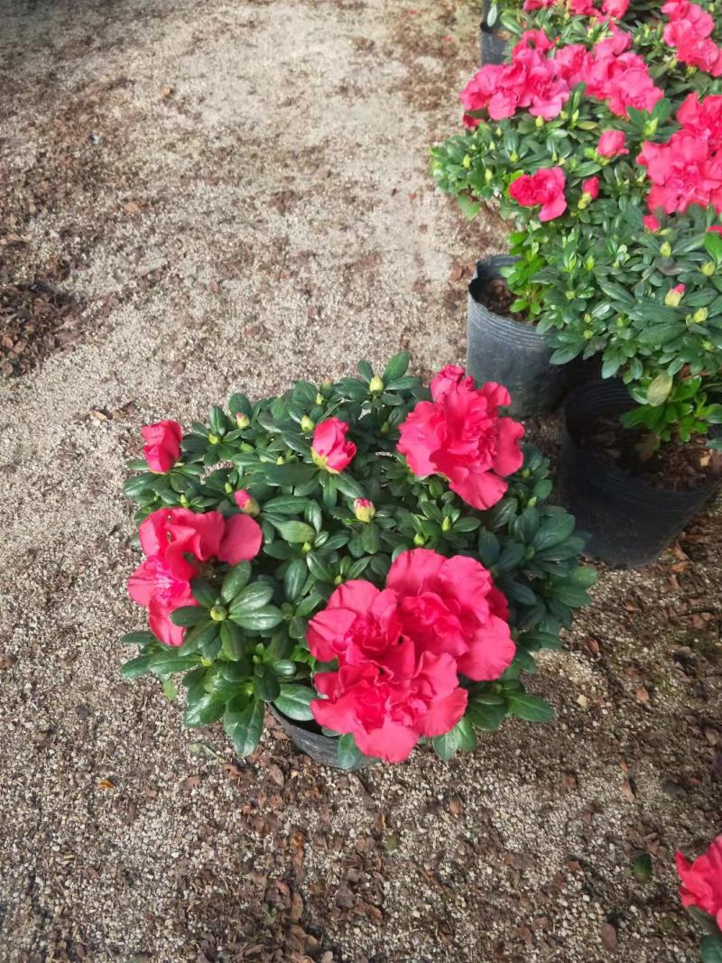 杜鹃花苗盆栽带花苞四季开花不断室内花卉绿植植物基地直销