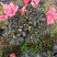 杜鹃花苗盆栽带花苞四季开花不断室内花卉绿植植物基地直销