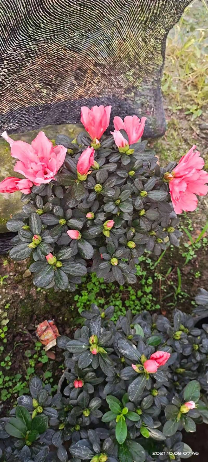 杜鹃花苗盆栽带花苞四季开花不断室内花卉绿植植物基地直销