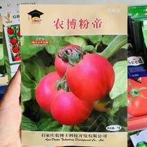 农博粉帝杂交一代粉果番茄种子早熟无限型高圆果西红柿种子