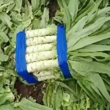 唐山莴笋九️二十六号上市