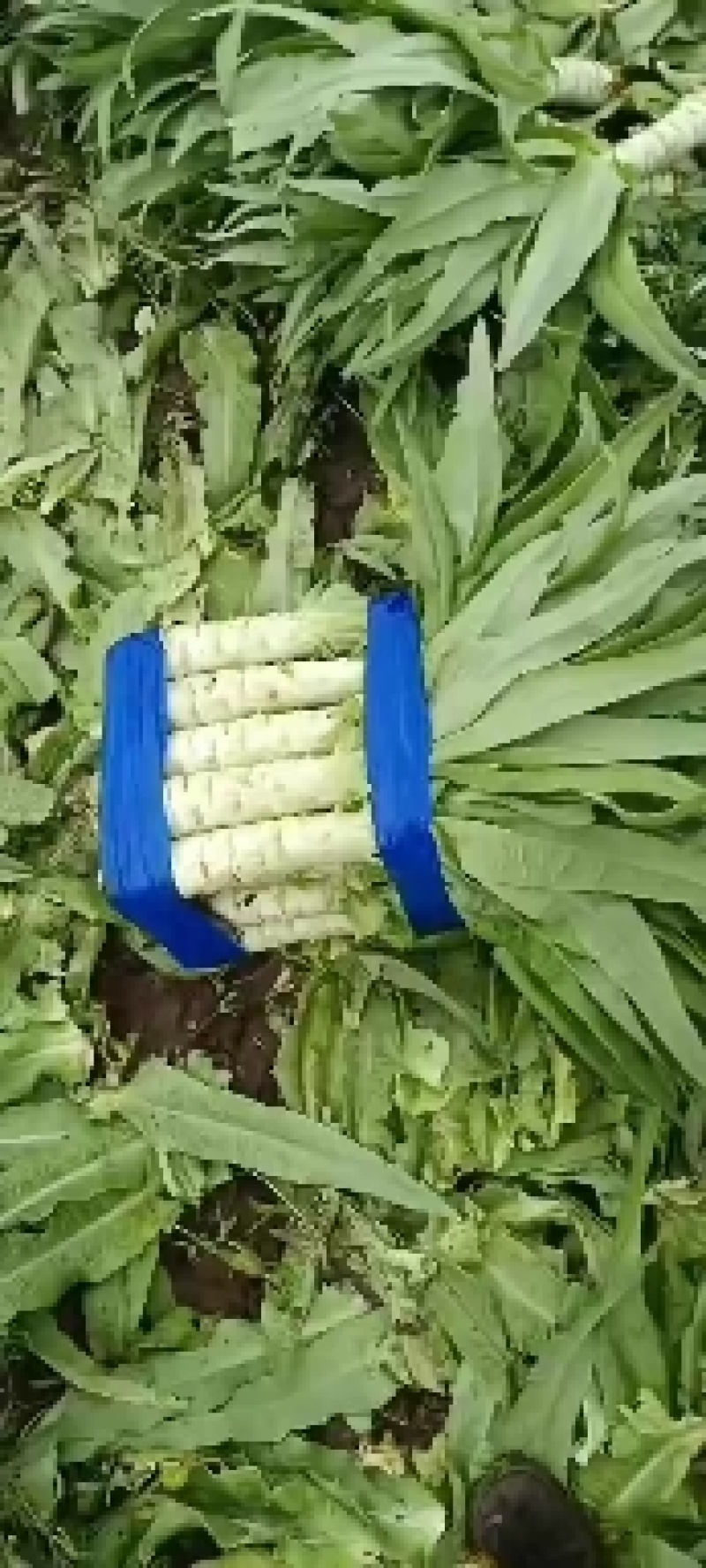 唐山莴笋九️二十六号上市