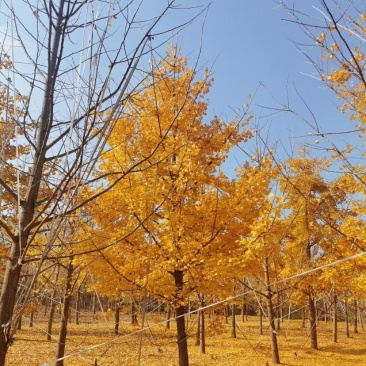银杏树实生嫁接郯城邳州产地直销金叶银杏，产地直销供应全国