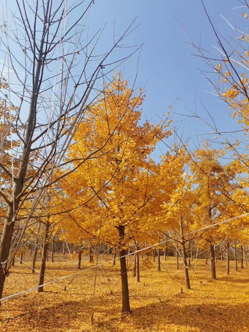 银杏树实生嫁接郯城邳州产地直销金叶银杏，产地直销供应全国