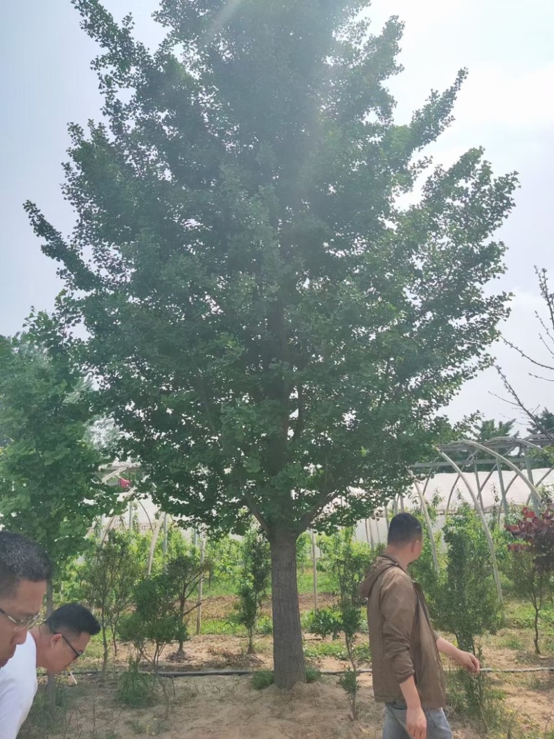 银杏树实生嫁接郯城邳州产地直销金叶银杏，产地直销供应全国