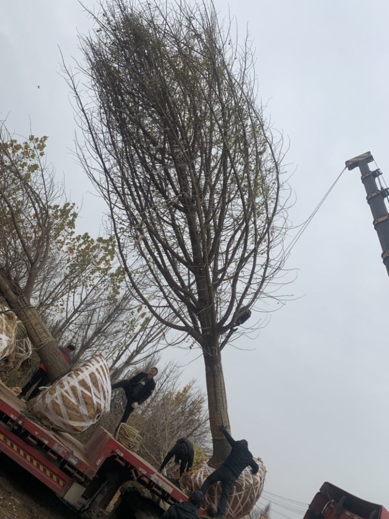 银杏树实生嫁接郯城邳州产地直销金叶银杏，产地直销供应全国