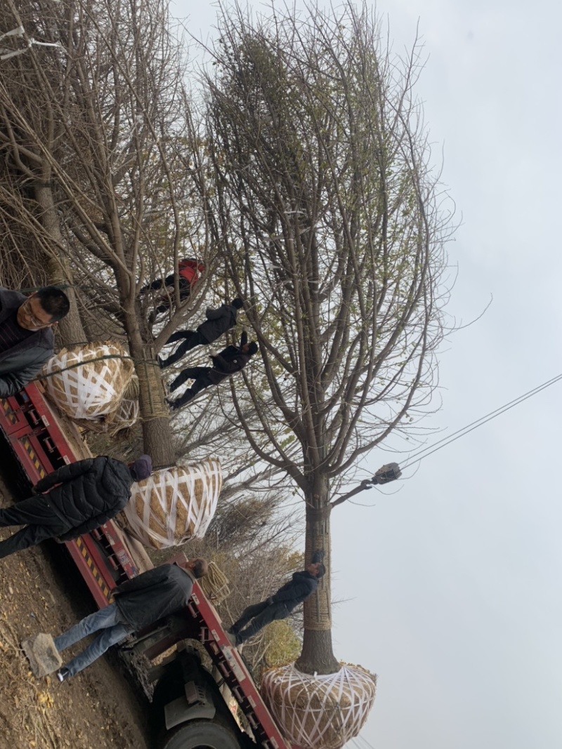 银杏树实生嫁接郯城邳州产地直销金叶银杏，产地直销供应全国