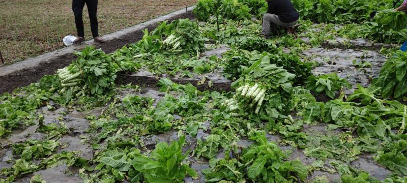 直营供货窝笋大量上市价格优惠要的老板联系哈