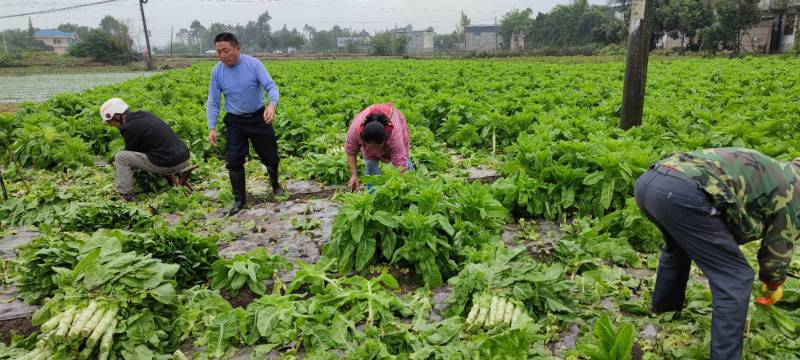 直营供货窝笋大量上市价格优惠要的老板联系哈