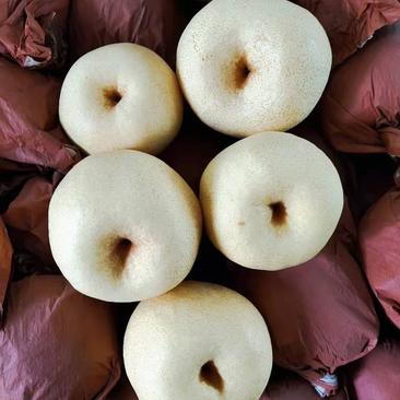 陕西蒲城冷库酥梨，价位便宜大量供应，口感脆甜，产地直发！