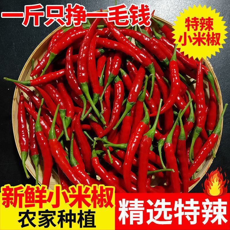 新鲜小米椒特辣小米辣鲜椒红辣椒产地直发包