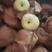 陕西蒲城酥梨大量现货供应，皮薄多汁，口感脆甜，大量现货！