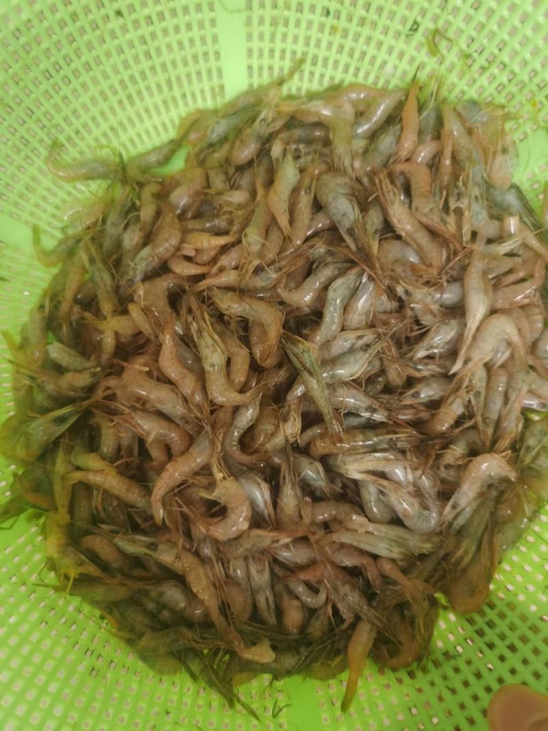 小河虾