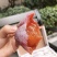 【吊柿饼特价】新鲜圆饼柿饼广西特级流心霜降吊饼批发2斤整