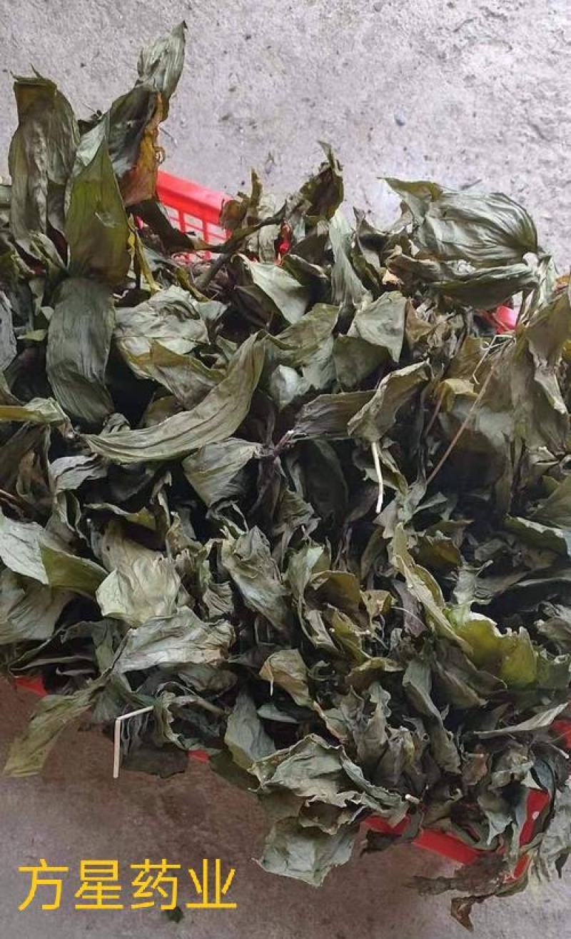 见血清，正品野生见血青质量保证经营各种中药材欢迎咨询选购