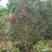 1.5米以上丛生红火箭紫薇自家苗圃位于重庆梁平