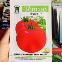 欧客319无限生长型番茄种子抗病大果硬果西红柿种子粉红果