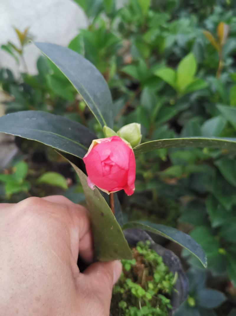 夏日七心山茶花盆栽四季开花红色好养带花苞花卉植物室内树苗
