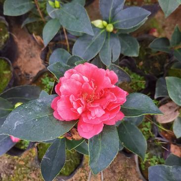夏日七心山茶花盆栽四季开花红色好养带花苞花卉植物室内树苗