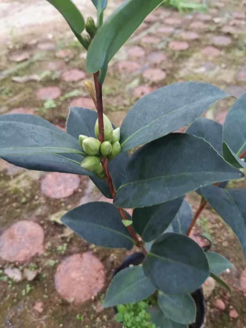 夏日七心山茶花盆栽四季开花红色好养带花苞花卉植物室内树苗