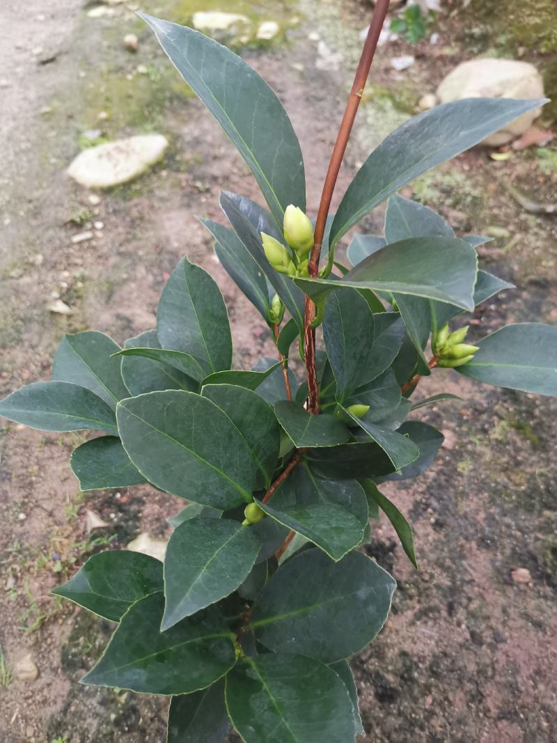 夏日七心山茶花盆栽四季开花红色好养带花苞花卉植物室内树苗