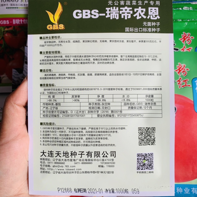 极早熟无绿肩鲜红番茄种子无限生长型大果西红柿抗病
