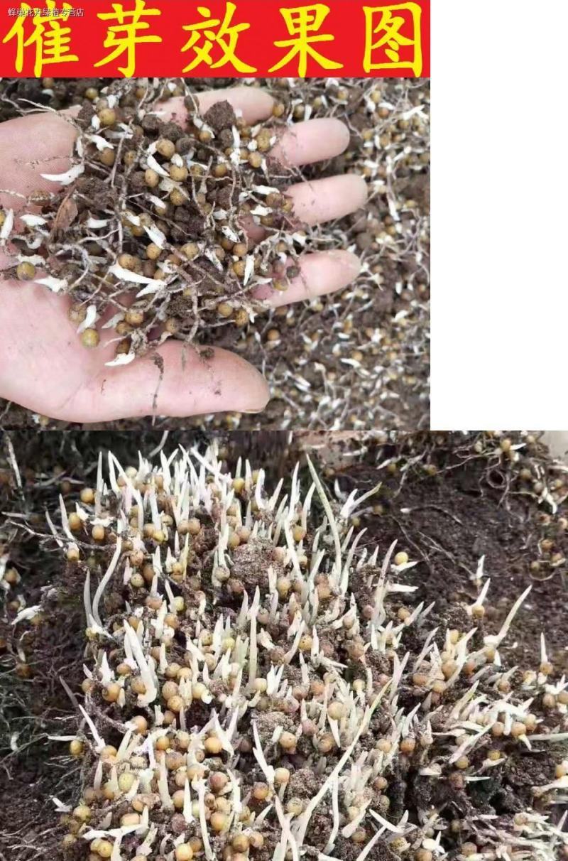黄精种子野生新鲜野生鸡头黄精种苗正宗老虎姜种芽药材黄种子