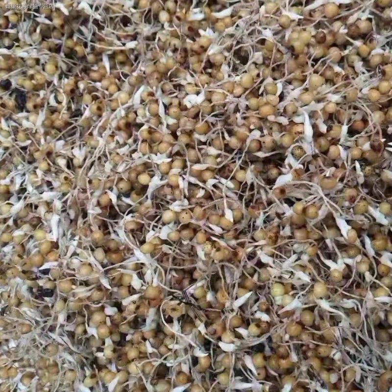 黄精种子野生新鲜野生鸡头黄精种苗正宗老虎姜种芽药材黄种子