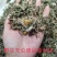 蒲公英，野生新货蒲公英片质量保证，欢迎咨询选购！