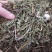 蒲公英，野生新货蒲公英片质量保证，欢迎咨询选购！