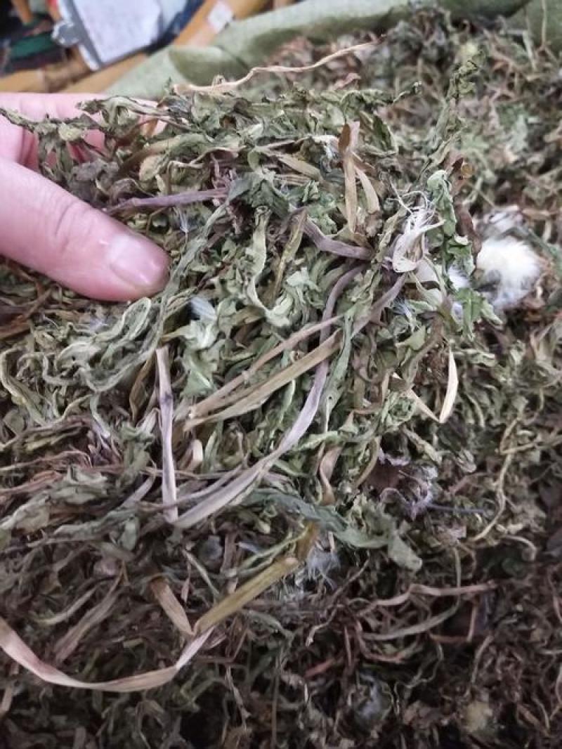 蒲公英，野生新货蒲公英片质量保证，欢迎咨询选购！