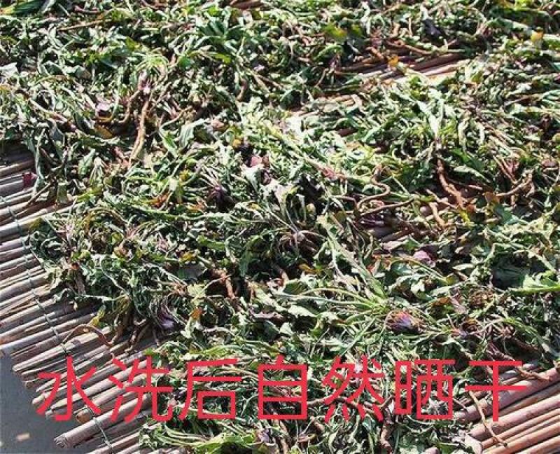 蒲公英，野生新货蒲公英片质量保证，欢迎咨询选购！