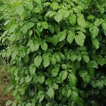 幸福树盆栽大棵大型老桩丛生造型绿植绿宝树基地直销批发