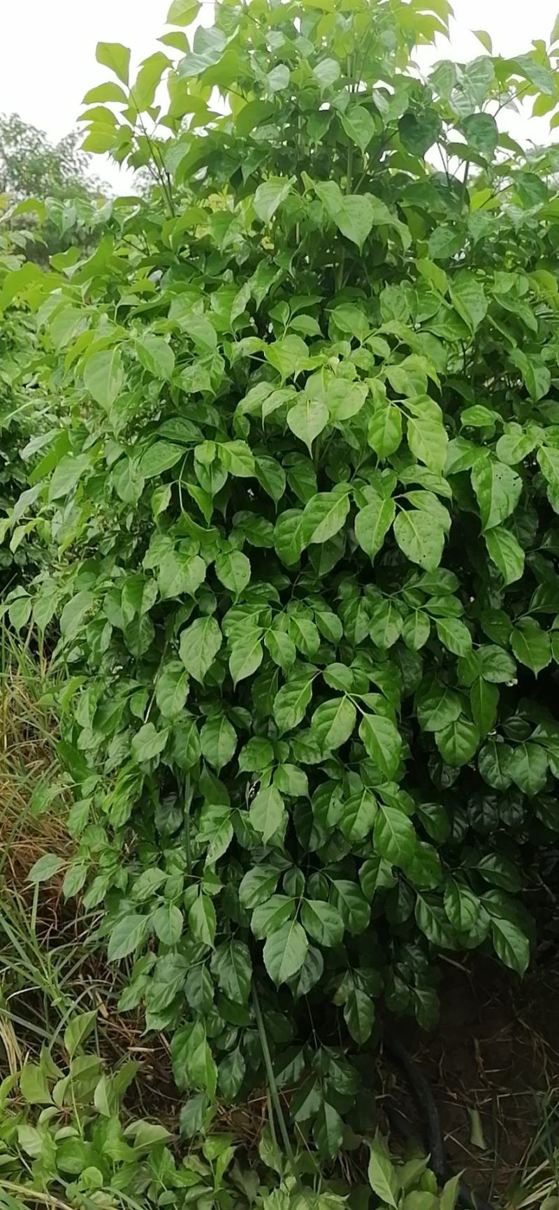 幸福树盆栽大棵大型老桩丛生造型绿植绿宝树基地直销批发