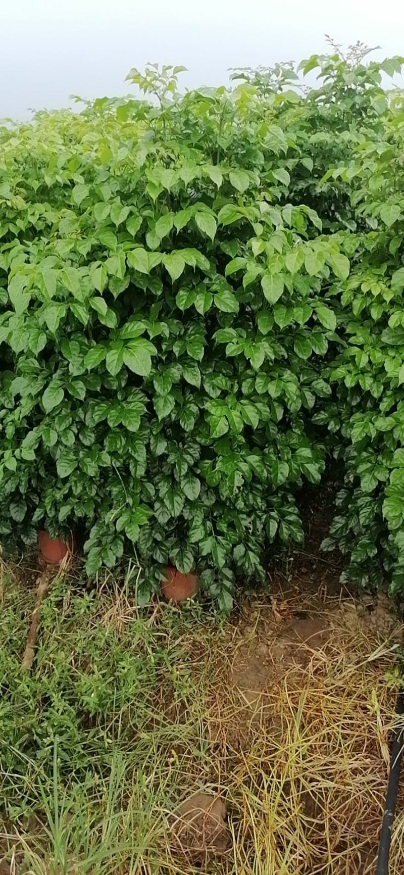 幸福树盆栽大棵大型老桩丛生造型绿植绿宝树基地直销批发