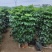 幸福树盆栽大棵大型老桩丛生造型绿植绿宝树基地直销批发